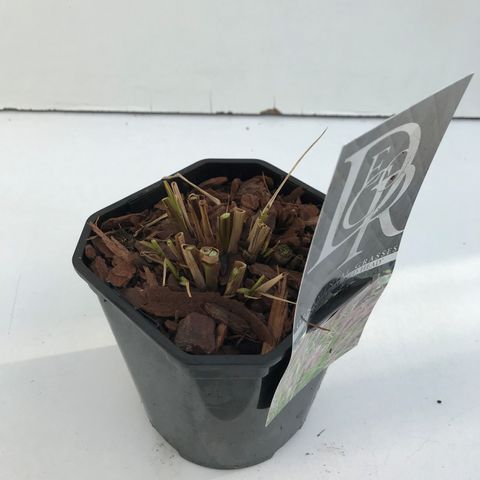 Pennisetum alopecuroides 'Red Head'