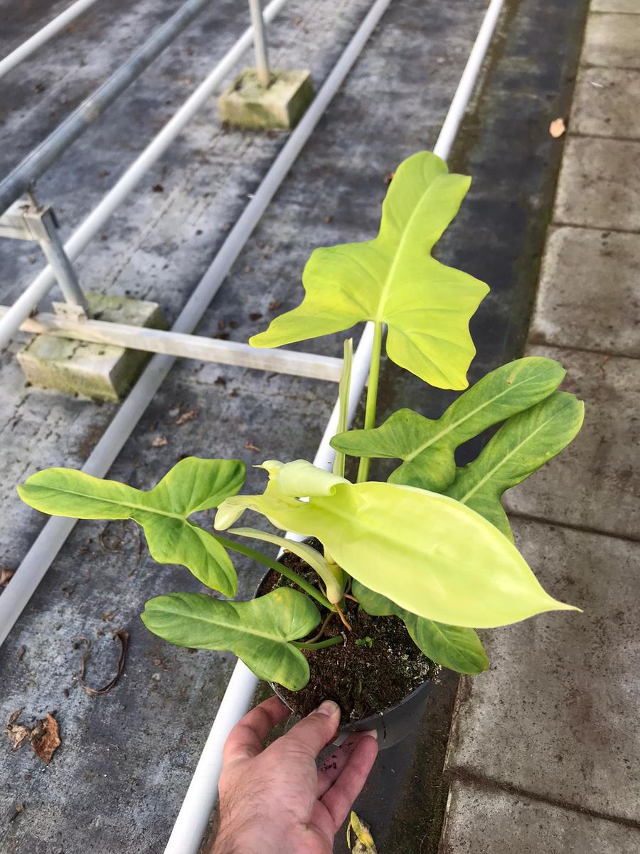 Philodendron bipennifolium 'Aurea'  Plant Wholesale FlorAccess