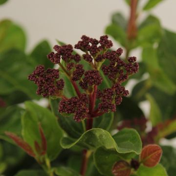 Viburnum tinus 'Lisarose'