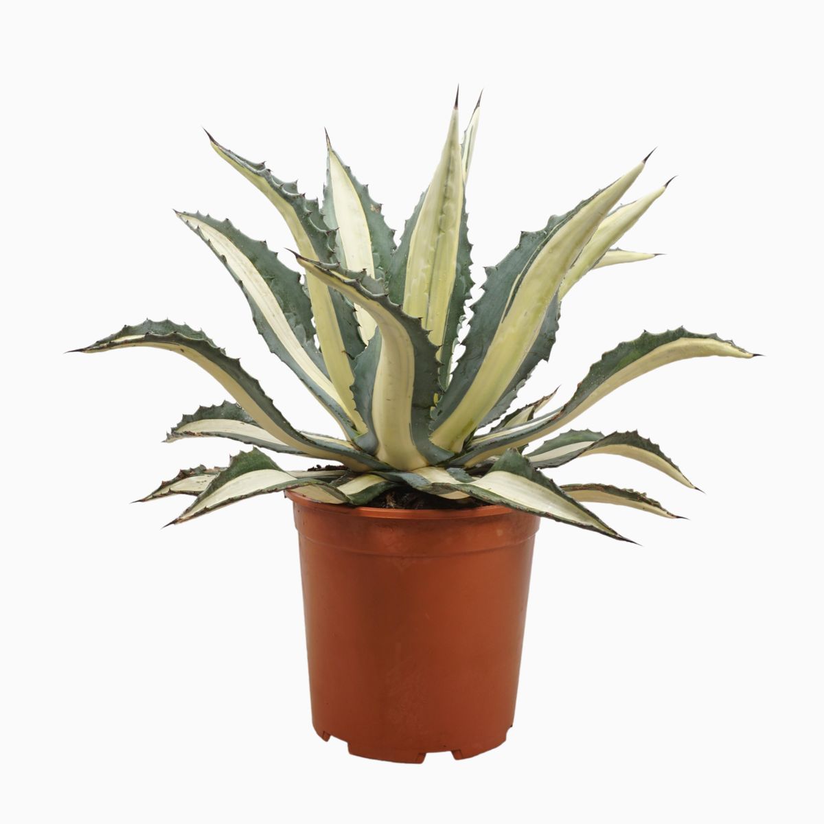 Agave americana 'Mediopicta Alba' — Plant Wholesale FlorAccess