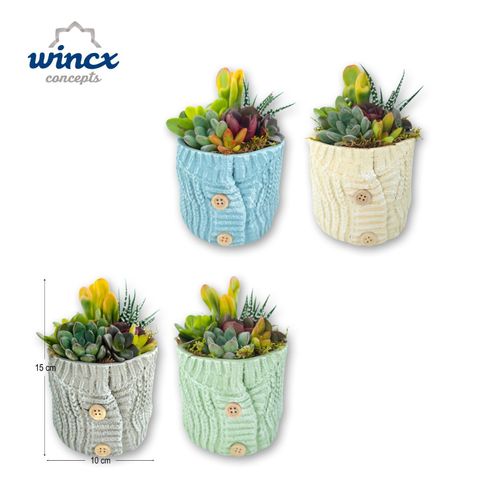 Ετοιμασίες Succulents