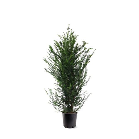 Taxus baccata