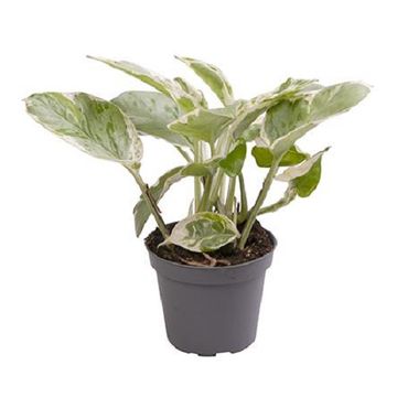 Epipremnum pinnatum N'JOY