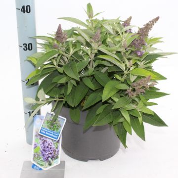 Buddleja davidii BUTTERFLY CANDY LILA SWEETHEART