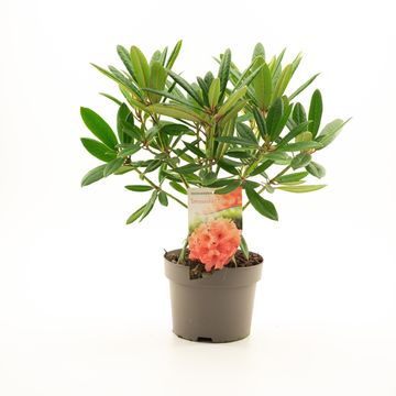 Rhododendron 'Tortoiseshell Orange'