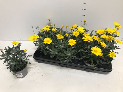 Euryops pectinatus 'Silver Star'