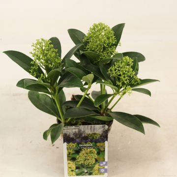 Skimmia japonica 'Fragrant Cloud'