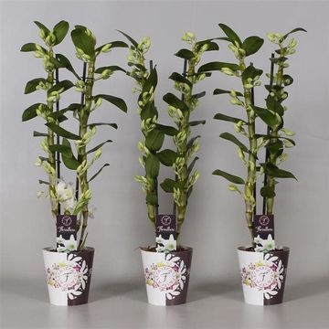 Dendrobium nobile STAR CLASS APOLLON