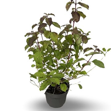 Cornus sanguinea 'Midwinter Fire'