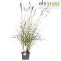 Miscanthus sinensis 'Ferner Osten'