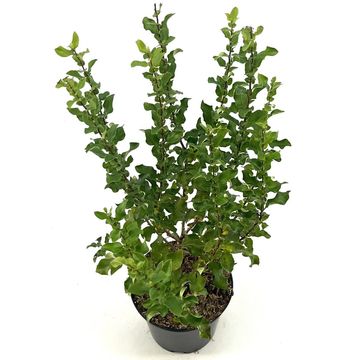 Хеномелес speciosa RED KIMONO