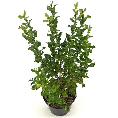 Chaenomeles speciosa RED KIMONO