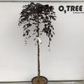 Fagus sylvatica 'Purpurea Pendula'