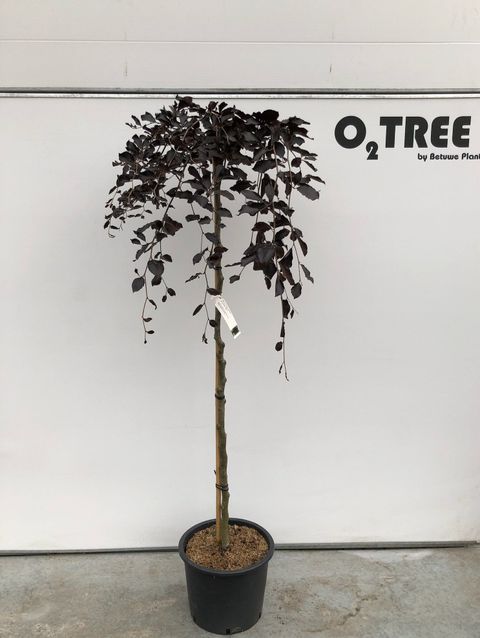 Fagus sylvatica 'Purpurea Pendula'
