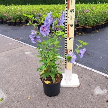 Hibiscus syriacus BLUE CHIFFON