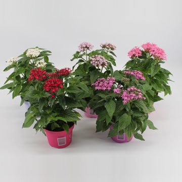 Pentas lanceolata GRAFFITI MIX