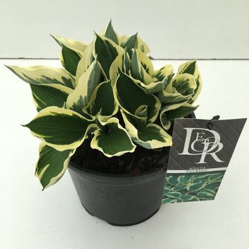 Hosta 'Patriot'