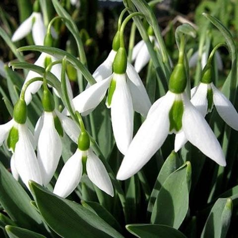 Galanthus elwesii