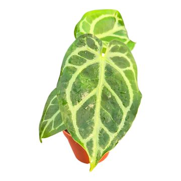 Anthurium DocBlock Anthurium Briëlle '16' X Zara '33'