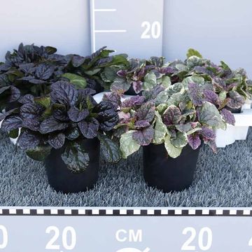 Ajuga reptans MIX