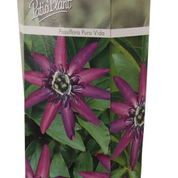 Пассифлора 'Pura Vida'