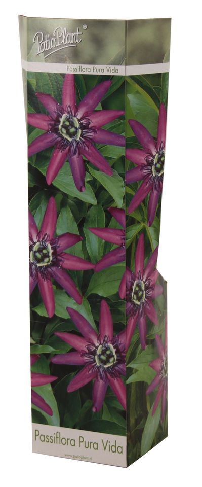 Passiflora 'Pura Vida'