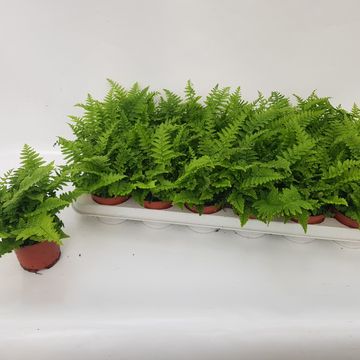 Dryopteris affinis 'Crispa'