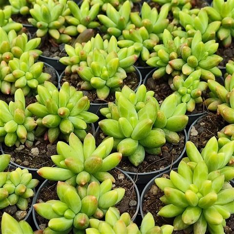 Pachyphytum compactum