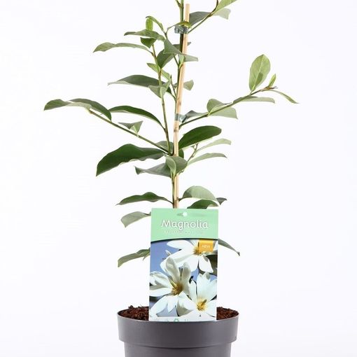 Magnolia FAIRY WHITE (Ronald Roos B.V., Boomkwekerij)