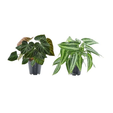 Houseplants MIX