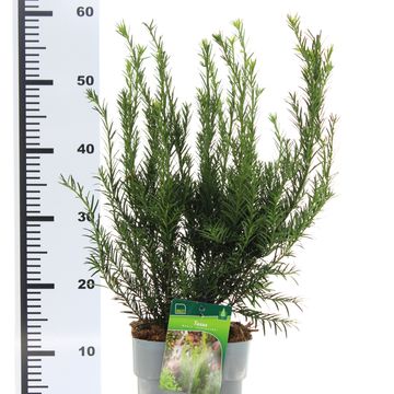 Taxus x media 'Groenland'