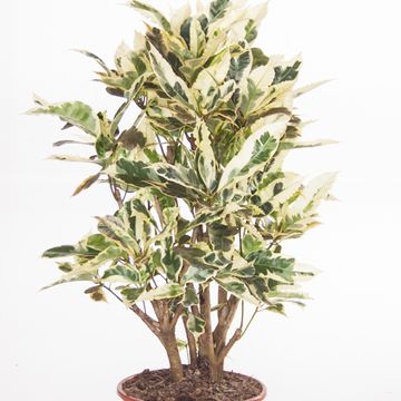 Codiaeum variegatum 'Tamara'