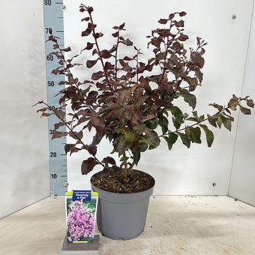 Lagerstroemia indica RHAPSODY IN PINK