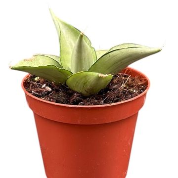 Sansevieria 'Manee Thawee'