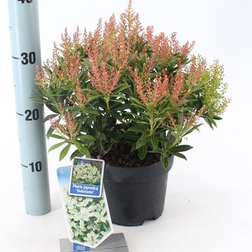 Pieris japonica 'Debutante'