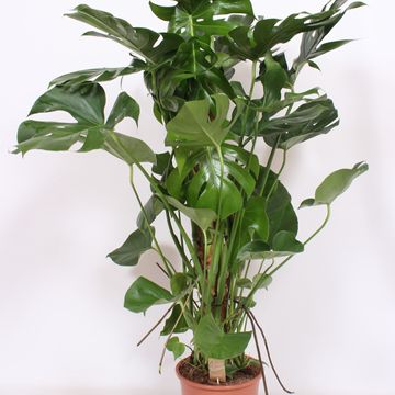 Monstera deliciosa