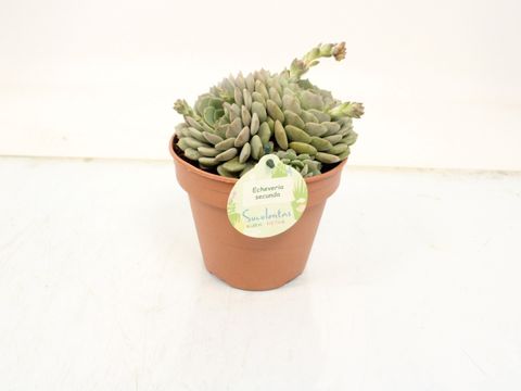 Echeveria secunda