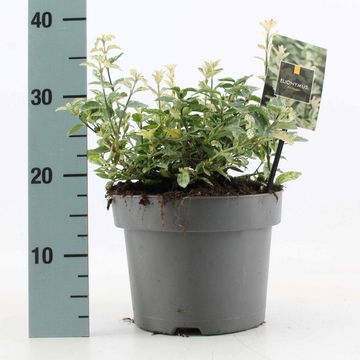 Euonymus fortunei 'Harlequin'