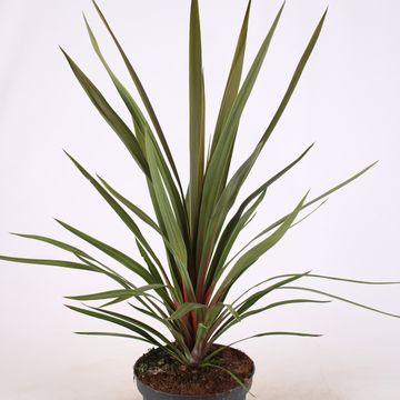 Cordyline australis 'Red Heart'