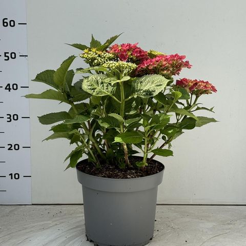 Hydrangea macrophylla 'Leuchtfeuer'