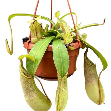 Nepenthes 'Loes'