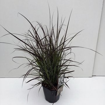Pennisetum advena 'Summer Samba'