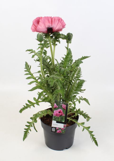 Papaver orientale 'Pink Perfection'
