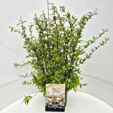 Deutzia x rosea