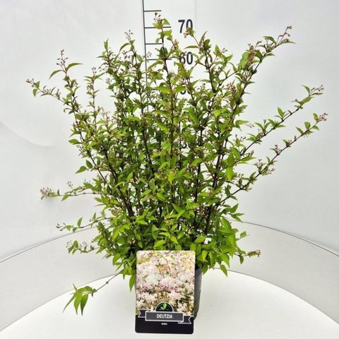 Deutzia x rosea