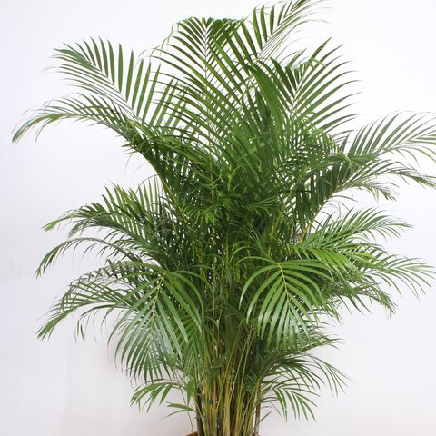 Dypsis lutescens — Plant Wholesale FlorAccess