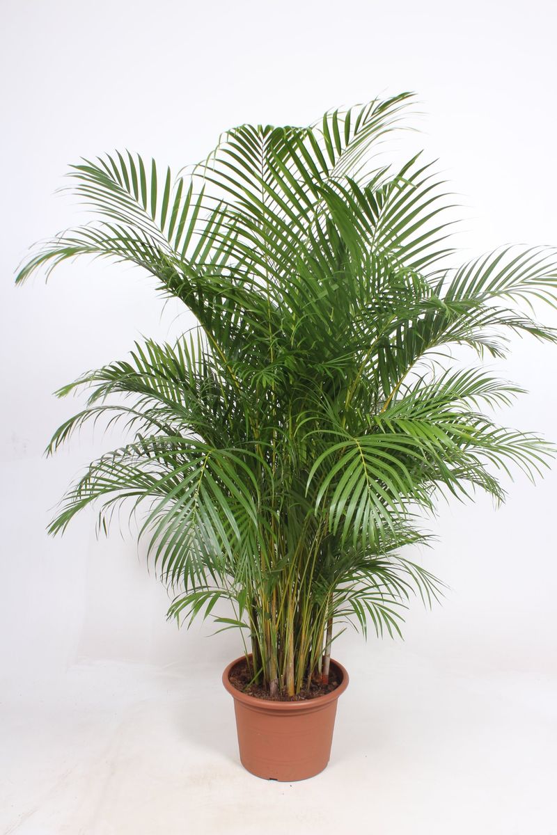 Dypsis lutescens — Plant Wholesale FlorAccess