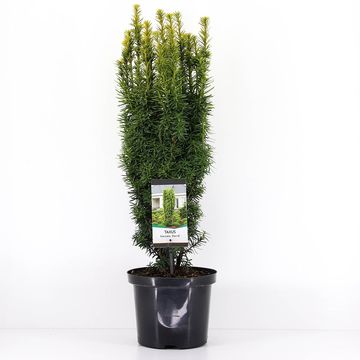 Taxus baccata 'David'