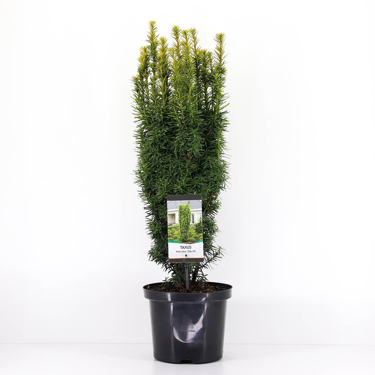 Taxus baccata 'David' — Plant Wholesale FlorAccess