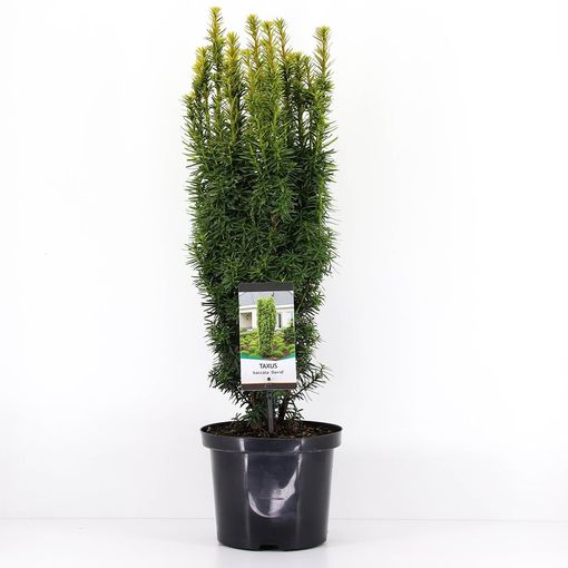 Taxus baccata 'Давид'